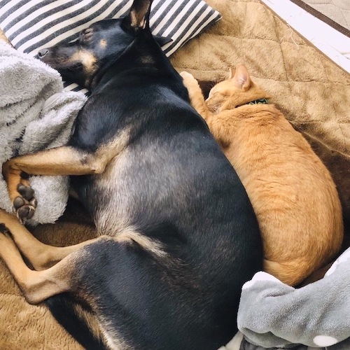 Cat and doggo