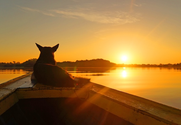 Morning on the Amazon